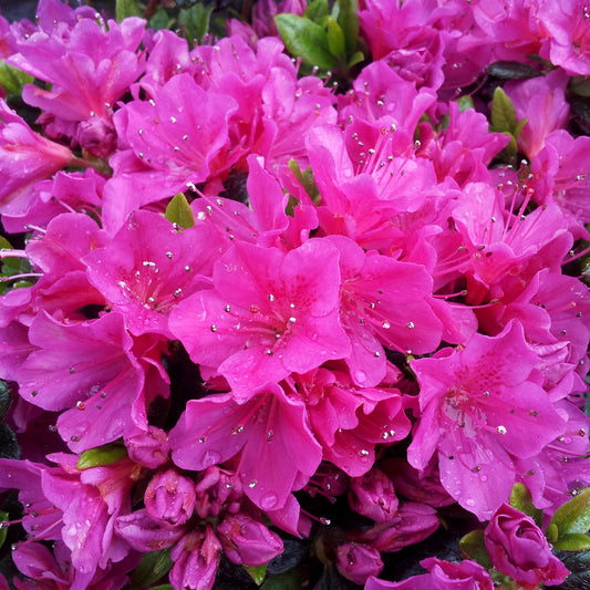 Azalea 'Geisha Purple'