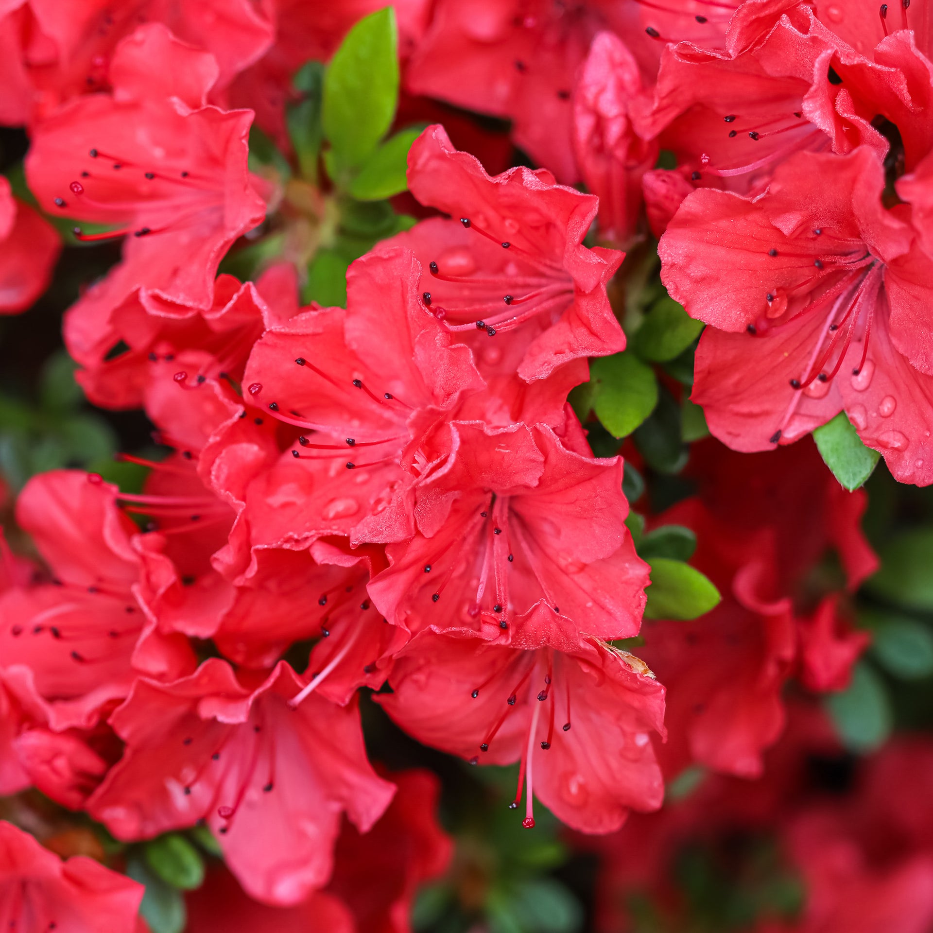 Azalea Geisha Red