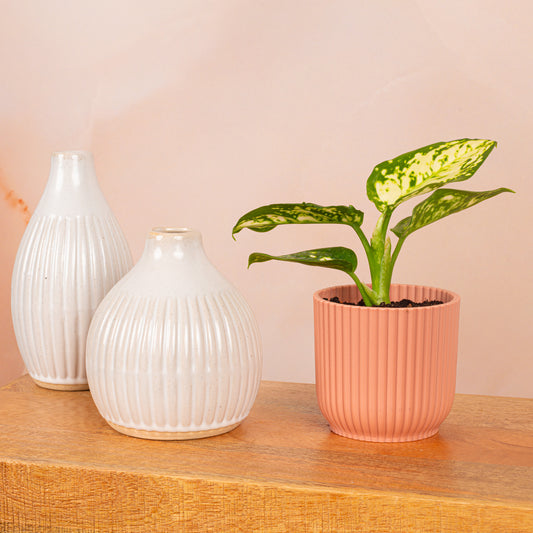 Baby Aglaonema Variegata Pearl