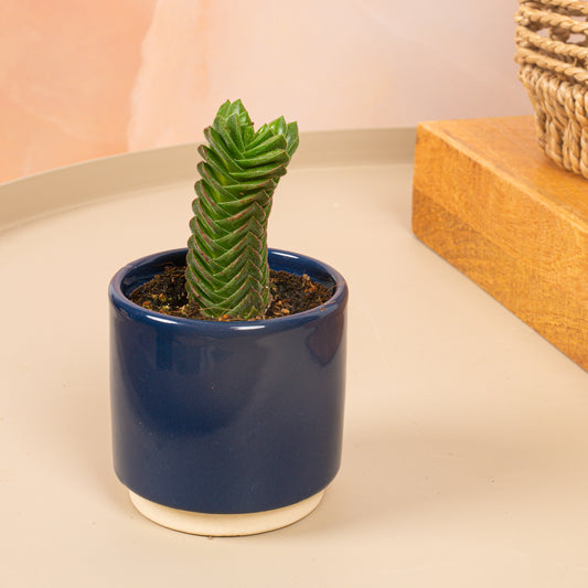 Baby Crassula 'Buddhas Temple'