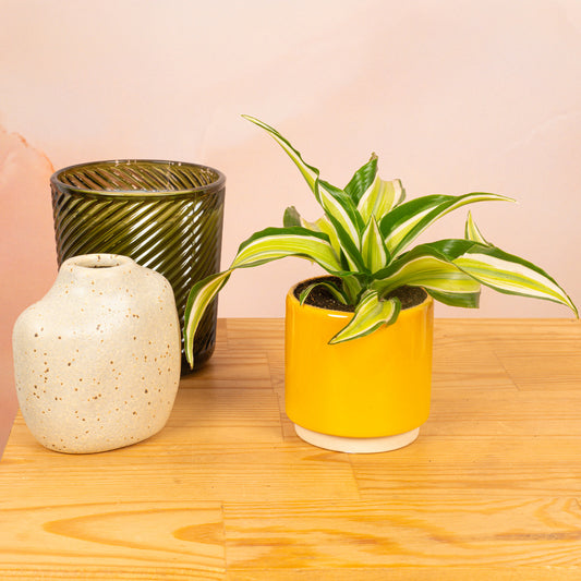 Baby Dracaena Deremensis 'Malaika'