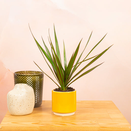 Baby Dracaena Marginata 'Top'