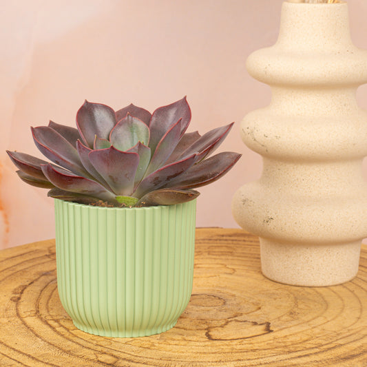 Baby Echeveria 'Nina'