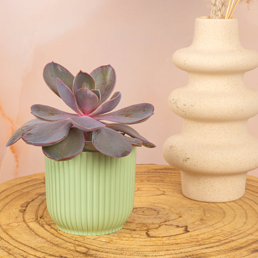 Baby Echeveria 'Purple Pearl'