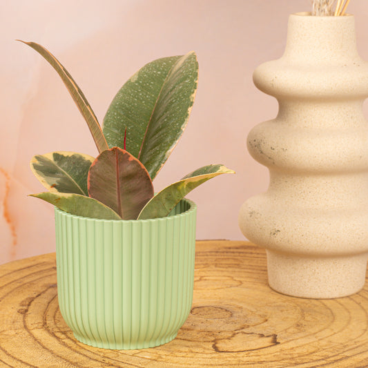 Baby Ficus 'Tineke'