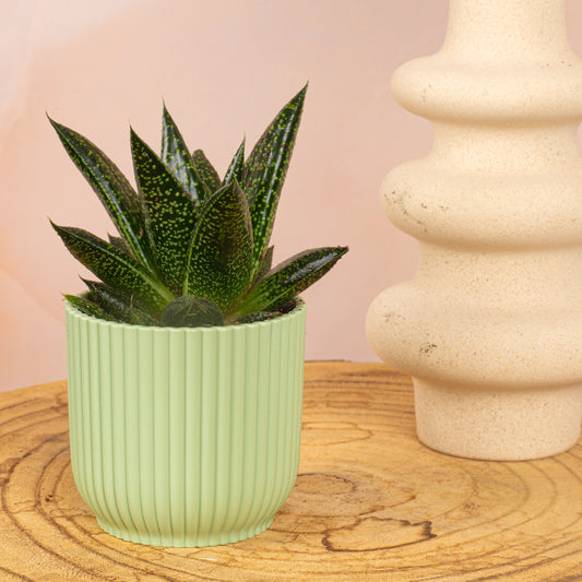 Baby Gasteria 'D. Nella'