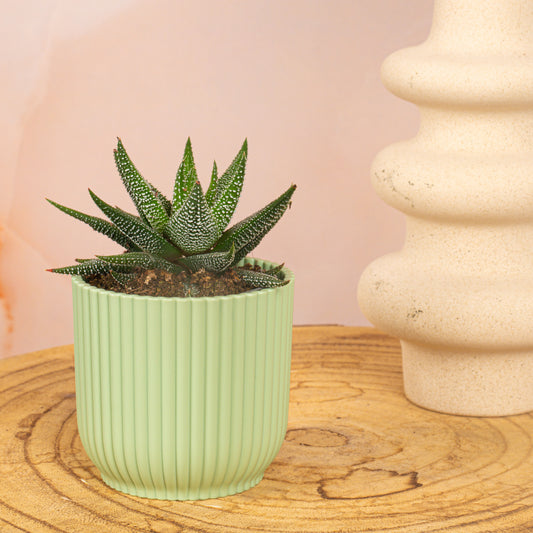 Baby Haworthia Fasciata 'Concolour'