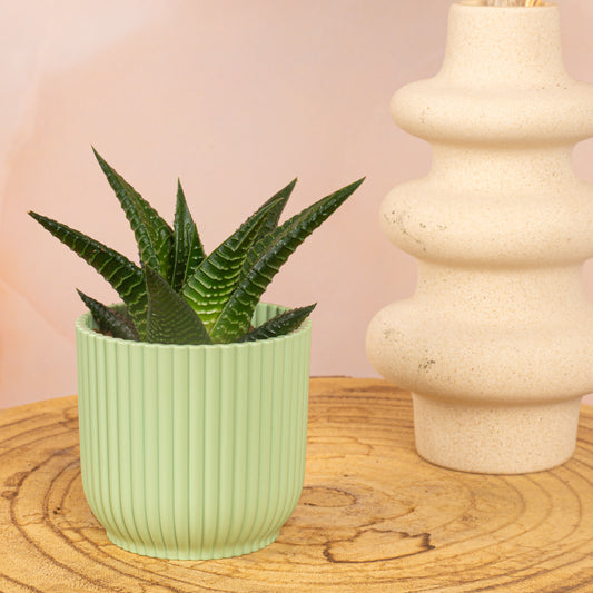 Baby Haworthia Fasciata 'Limifolia'