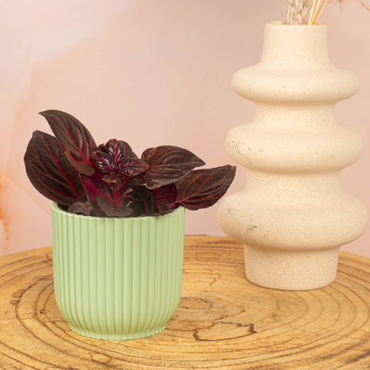 Baby Iresine Herbstii 'Bloodleaf'