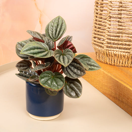 Baby Peperomia 'Caracas'