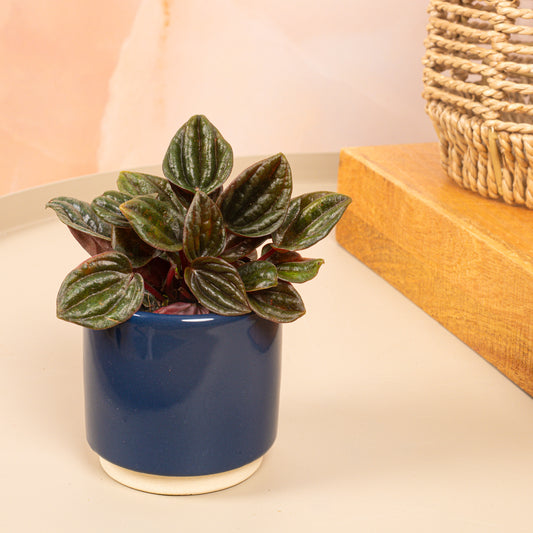 Baby Peperomia 'Montevideo'