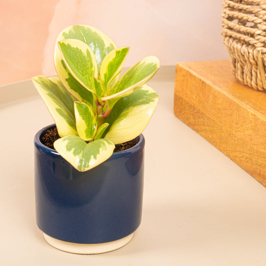 Baby Peperomia Obtusifolia 'Bicolour'