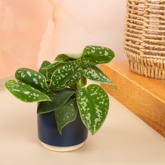 Baby Philodendron Scandens 'Pictus'