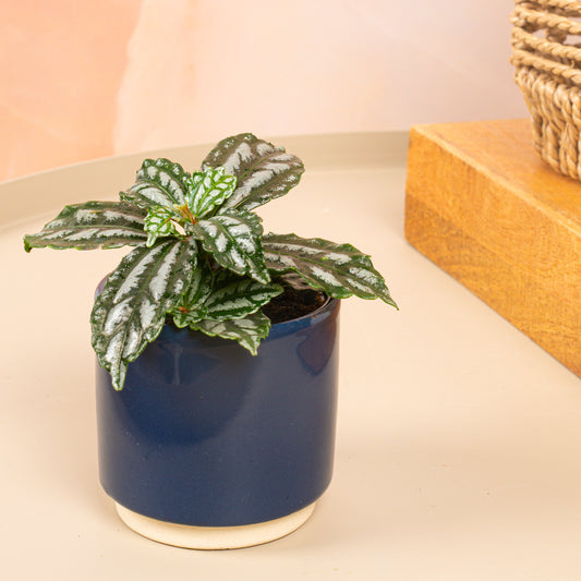 Baby Pilea 'Cadierei'