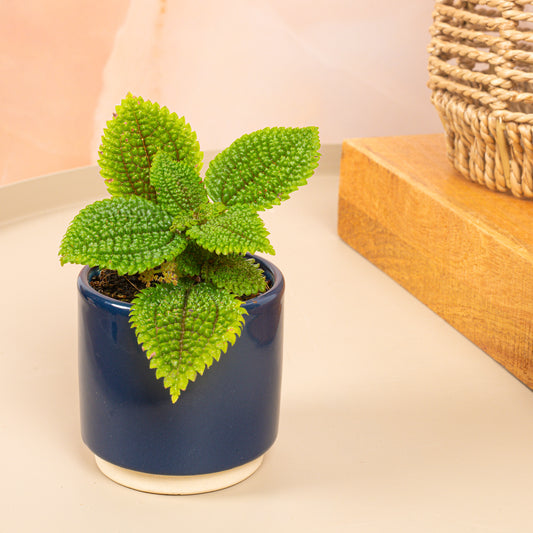 Baby Pilea Involucrata 'Moonvalley'