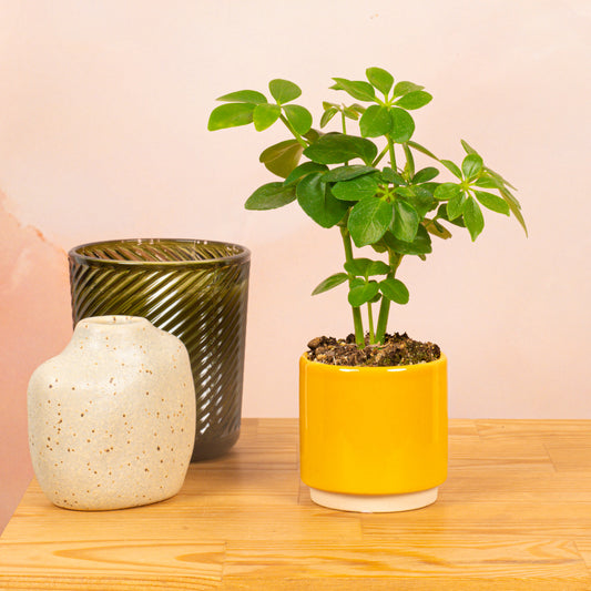Baby Schefflera Arboricola