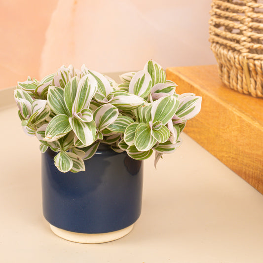 Baby Tradescantia Albiflora 'White Cobra'