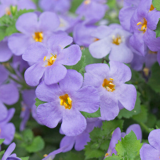 Bacopa Scopia Gulliver Blue Basket Plants