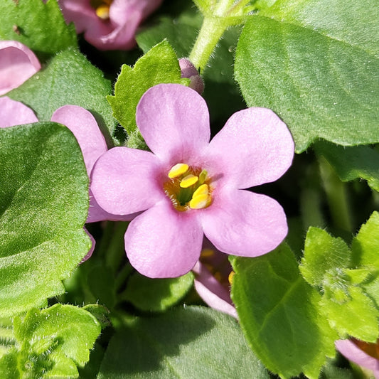 Bacopa Scopia Gulliver Pink Basket Plants