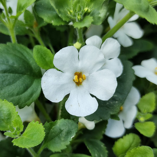 Bacopa Scopia Gulliver White Basket Plants