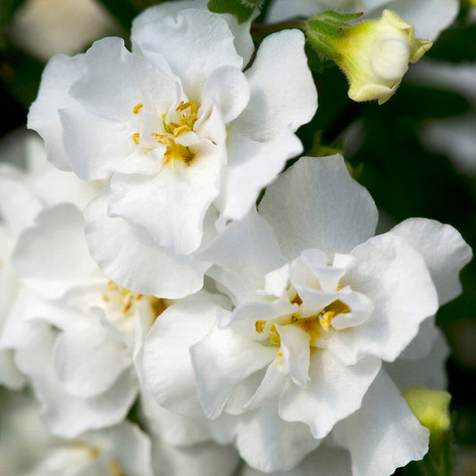 Bacopa Snowball Basket Plants