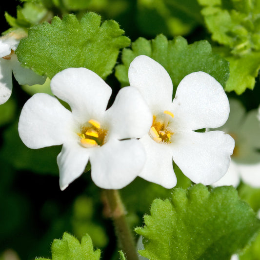 Bacopa Snowflake Basket Plants