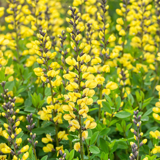 Baptisia 'Lemon Meringue'