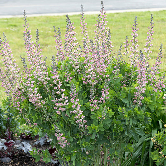 Baptisia 'Pink Truffles'