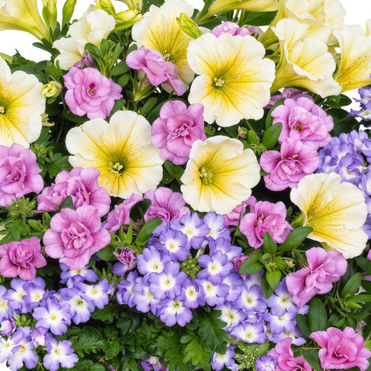 Trio Bunny Boo Basket Plants