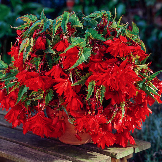 Begonia 'Red Cascade'