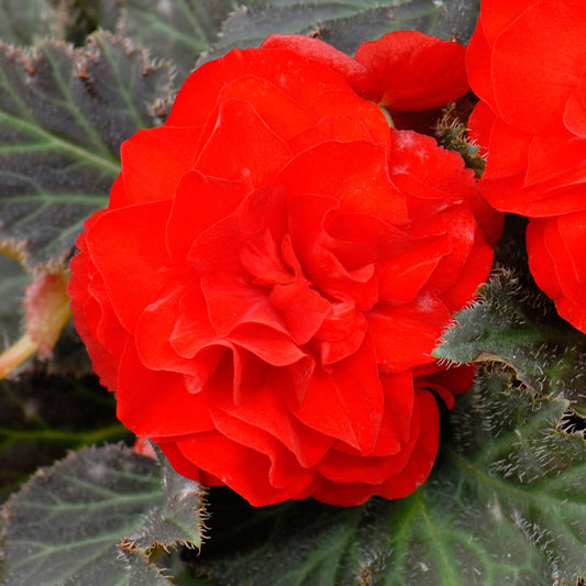 Begonia Mocca Bright Cherry Basket Plants