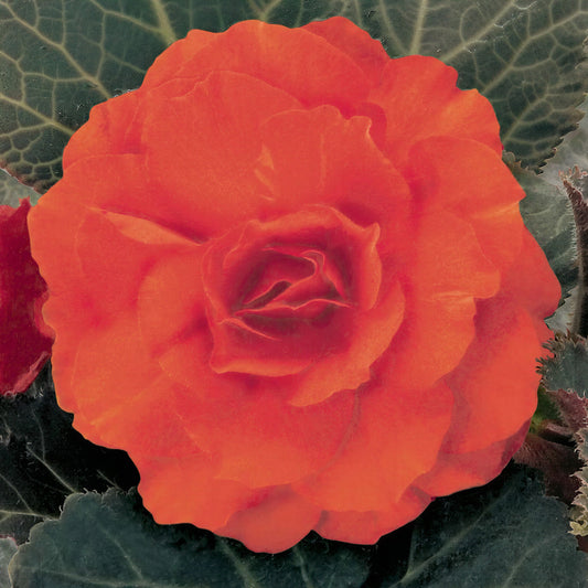 Begonia Mocca Bright Orange Basket Plants