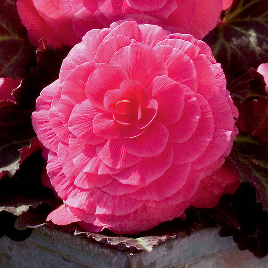Begonia Mocca Bright Pink Basket Plants
