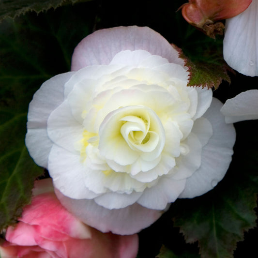 Begonia Mocca Bright White Basket Plants