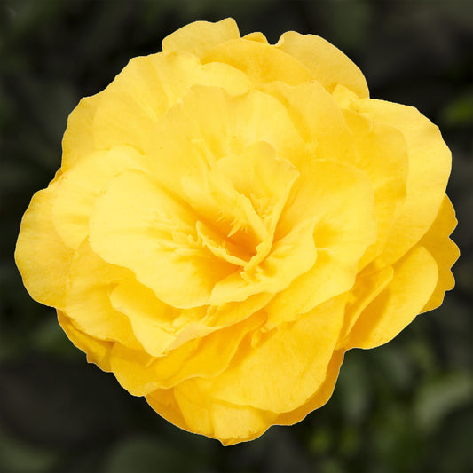 Begonia Mocca Bright Yellow Basket Plants
