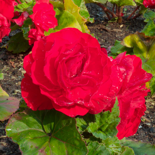 Begonia 'Non-Stop Dark Rose'