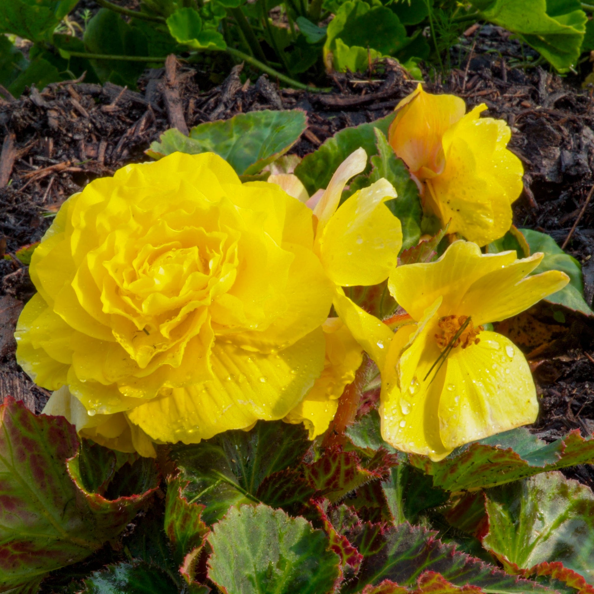 Begonia Non Stop Lemon