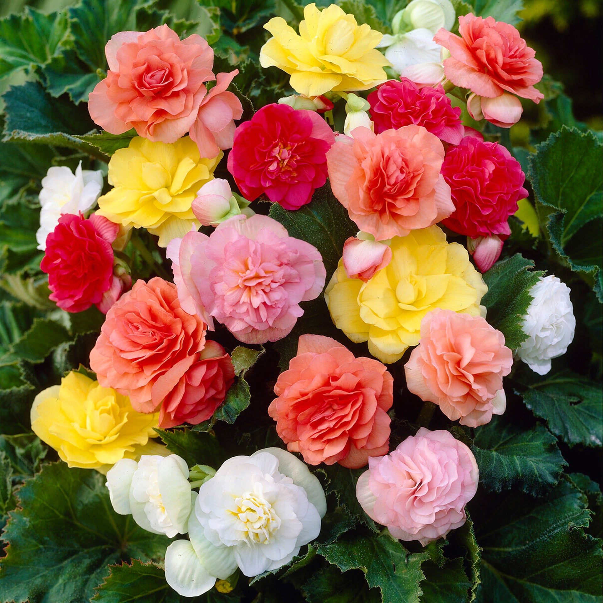 Begonia Non Stop Mix