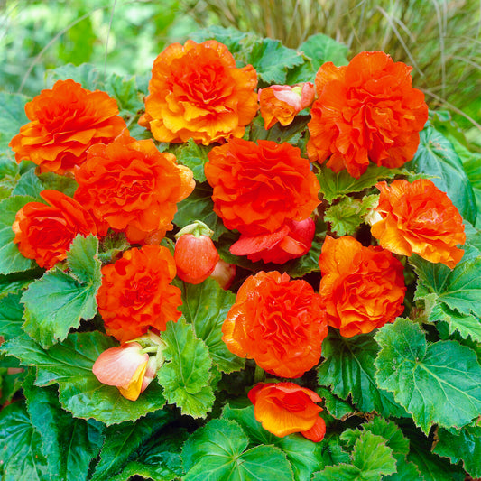Begonia 'Non-Stop Orange'