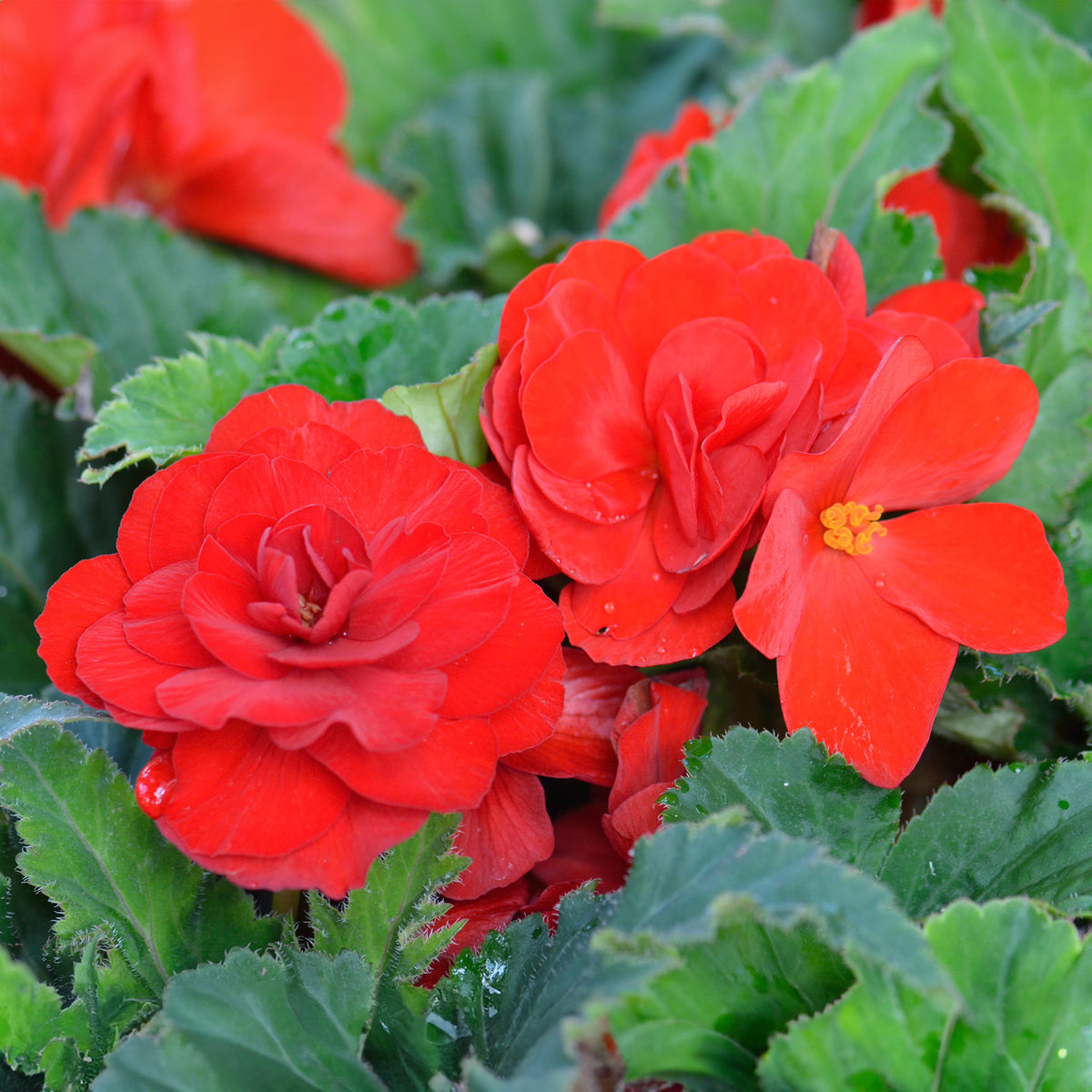 Begonia Non Stop Dark Red