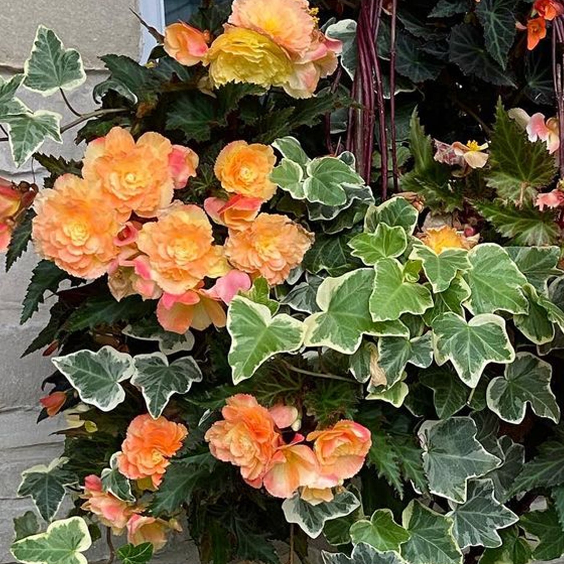 Begonia Non Stop Sunrise