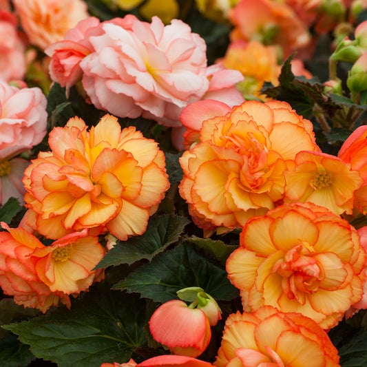 Begonia Nonstop Sorbet Basket Plants
