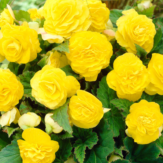 Begonia Nonstop Yellow Basket Plants