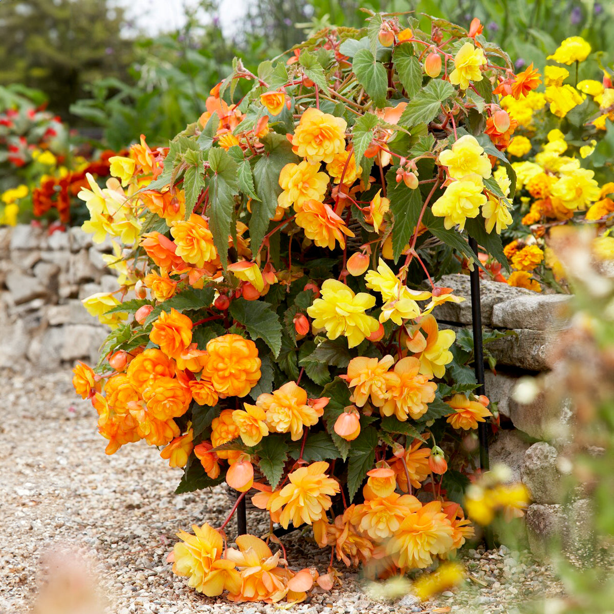 Begonia Trailing Shades