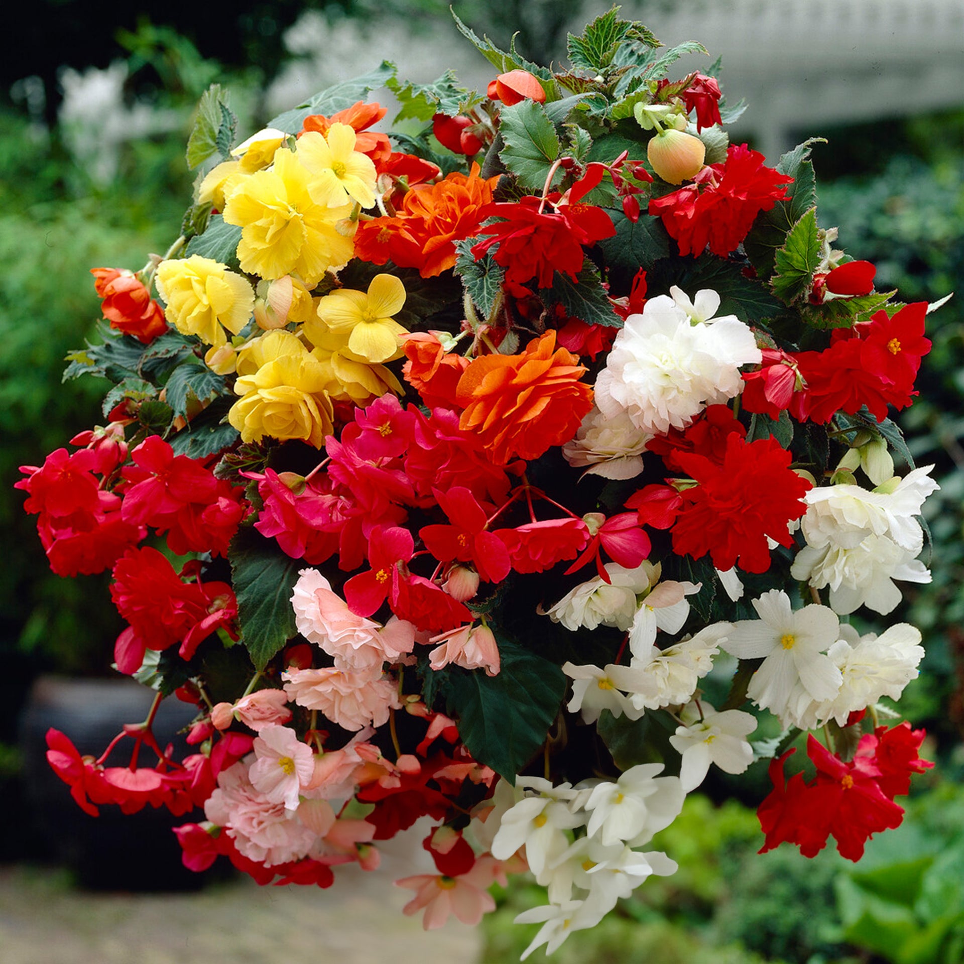 Begonia Trailing Mix