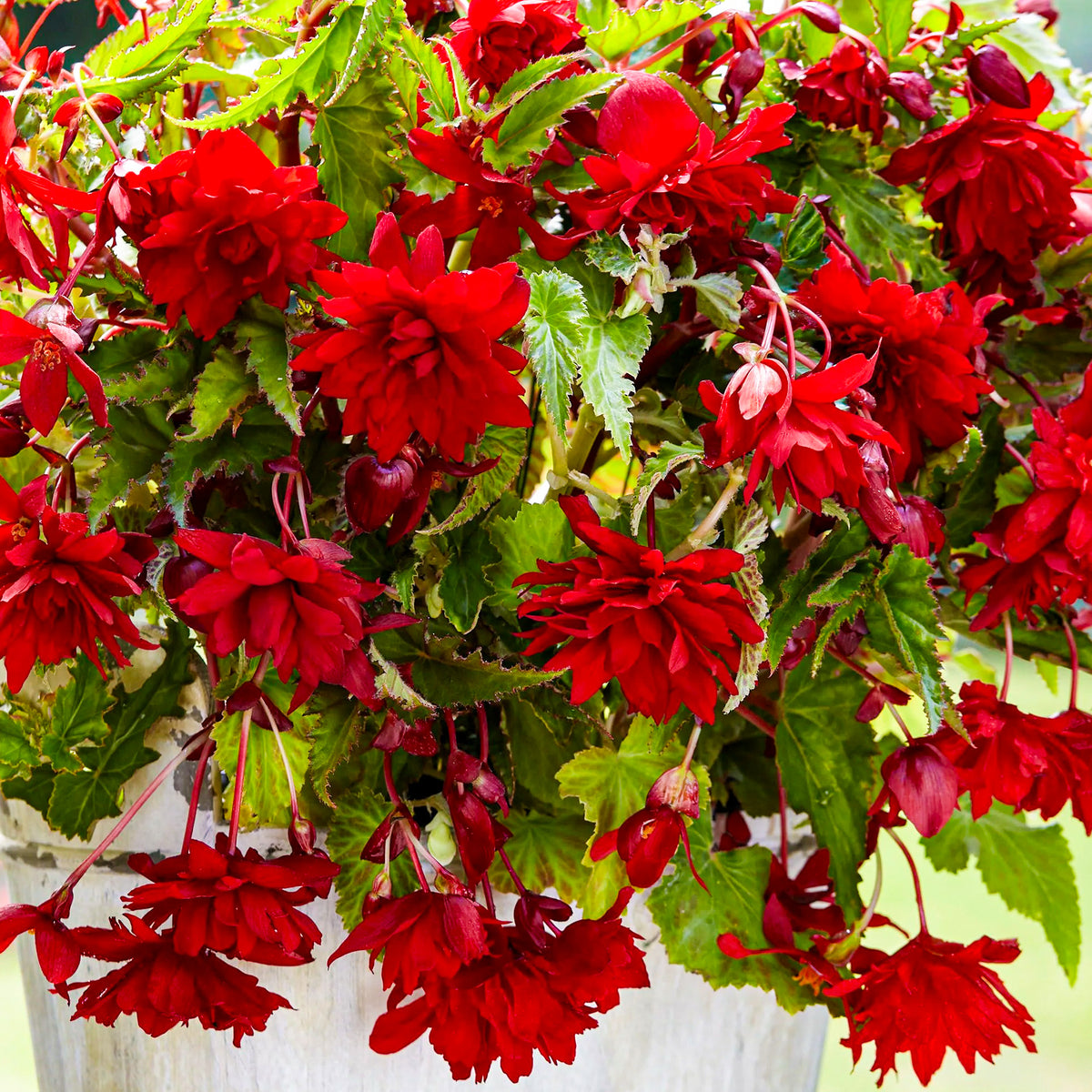 Begonia Trailing Scarlet