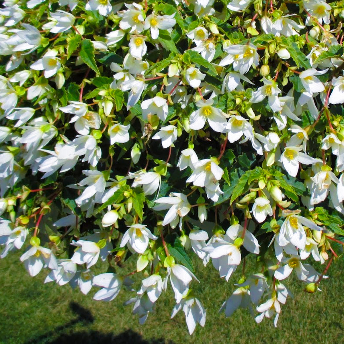 Begonia Trailing White