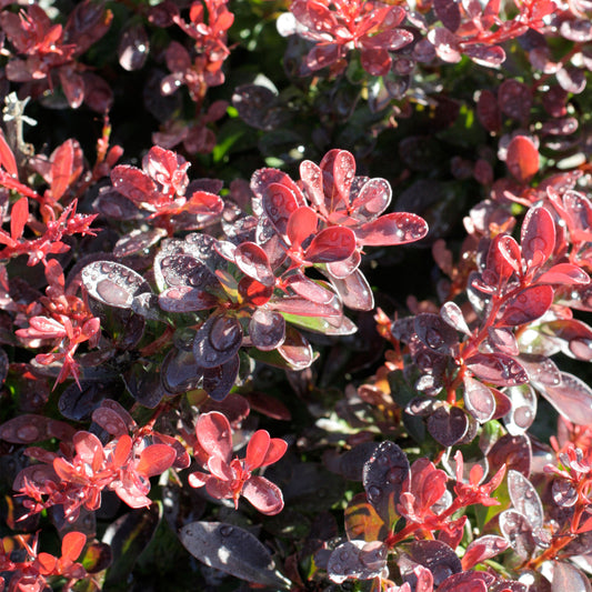 Berberis 'Bagatelle'
