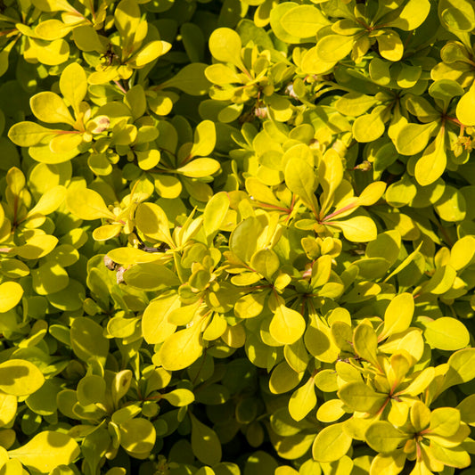 Berberis 'Golden Carpet'