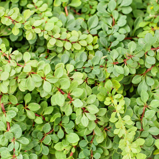Berberis 'Green Carpet'